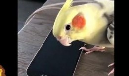 鹦鹉爆料视频大全,揭秘趣味视频大全背后的精彩瞬间